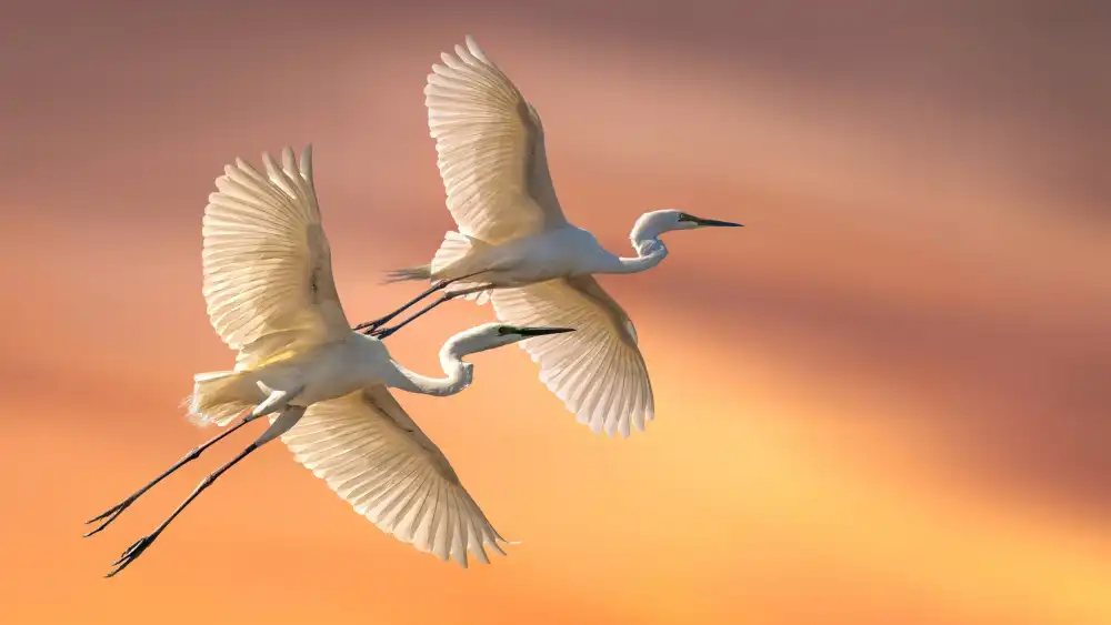 Papamanolis, Emanuel: Eastern Great Egrets