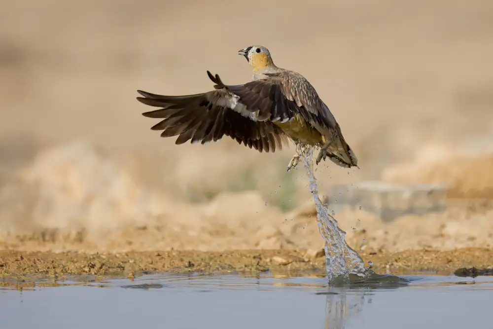 Manusevich, David: Sandgrouse incoronato