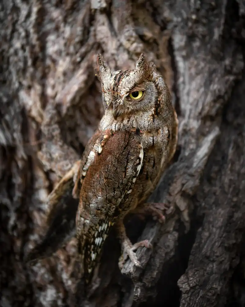 Firešová, Michaela: Sicher am Baum