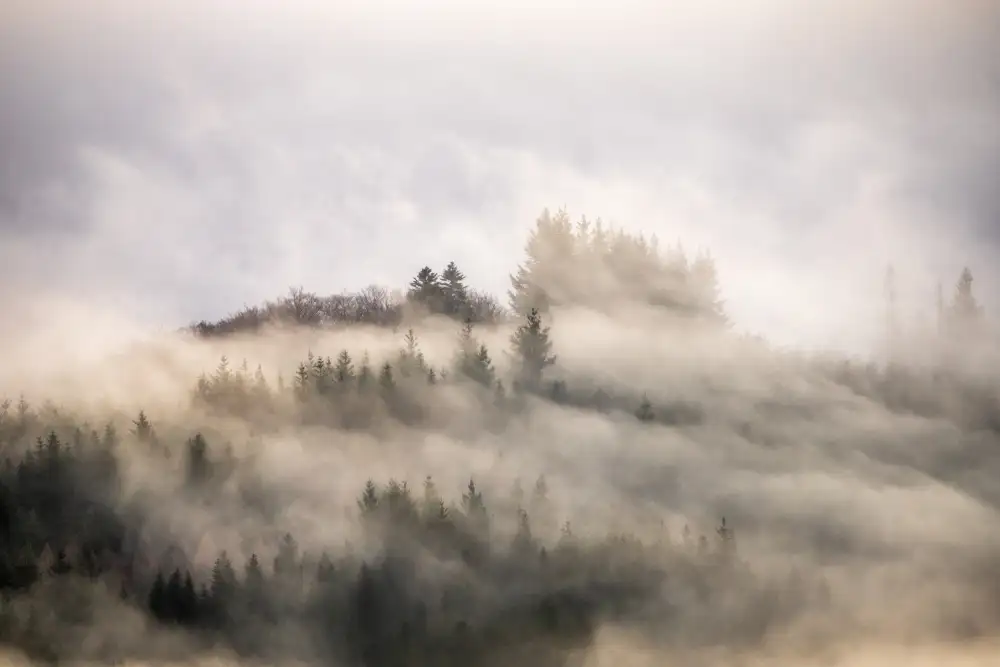 Thierry, Barré: Misty forest #3 ...