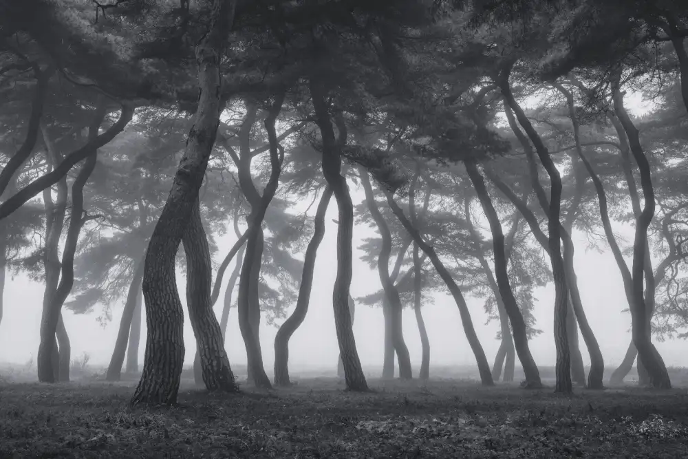 Seo, Tiger: Dancing trees