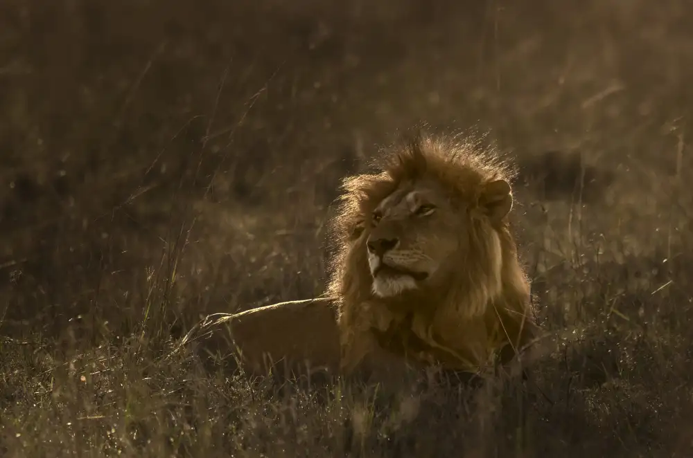 Singh, Anita: The king