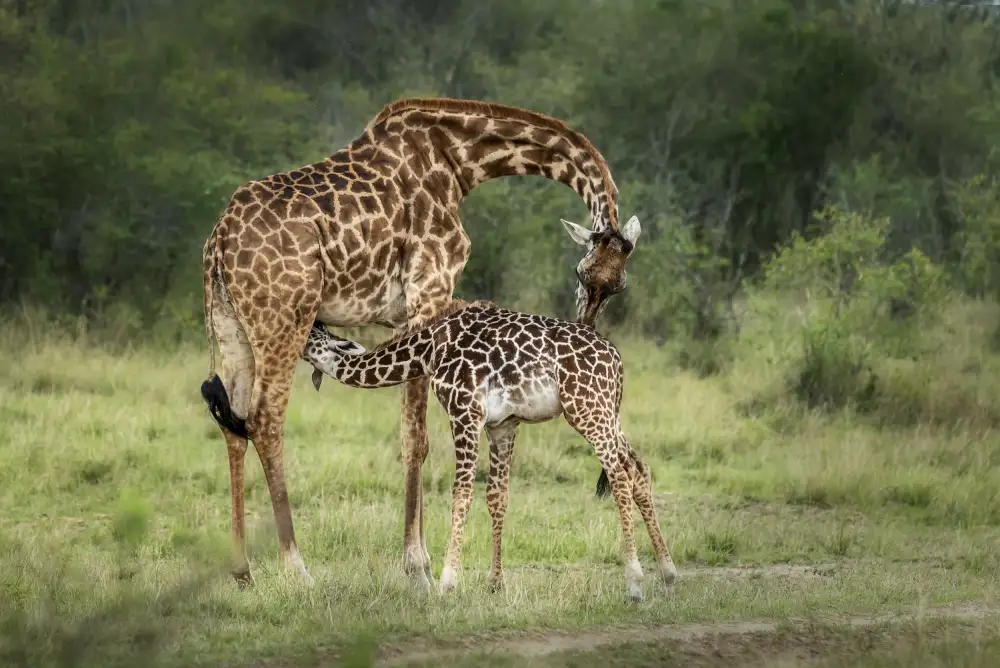 Singh, Anita: Feeding time