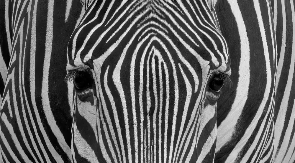 LI, MIN: Zebra di Grevy
