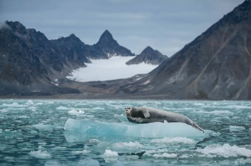 Nagpal, Manish: Foca barbuda en su trono helado