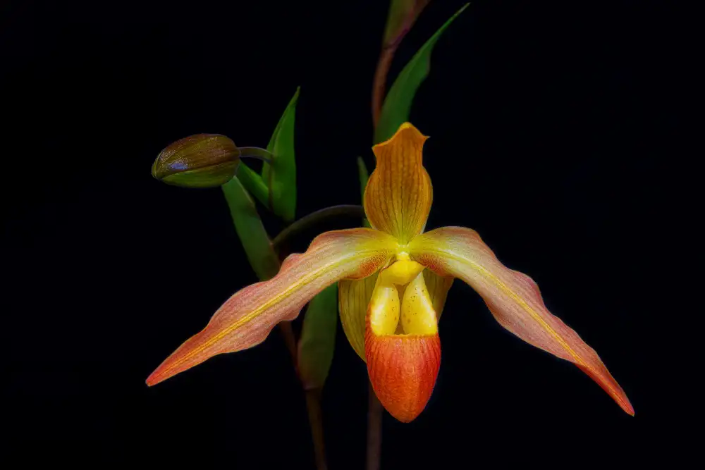 Zhou, Steven: Orchidea