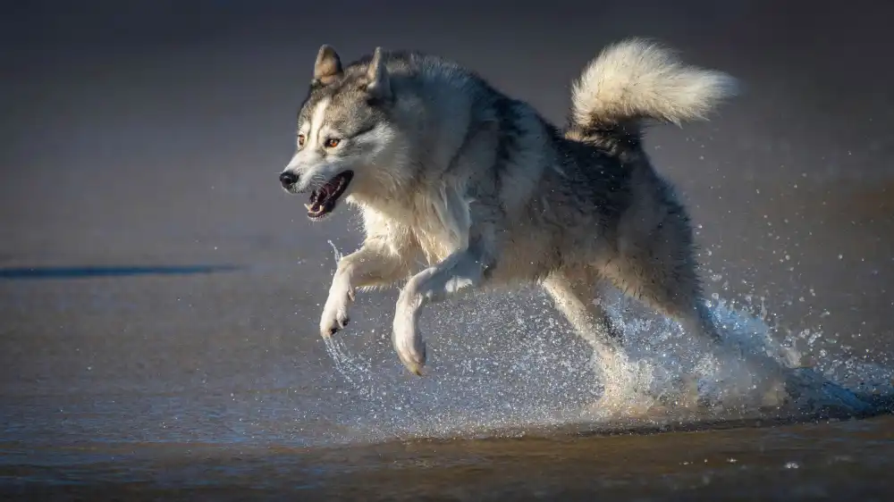 Papamanolis, Emanuel: The wolf within