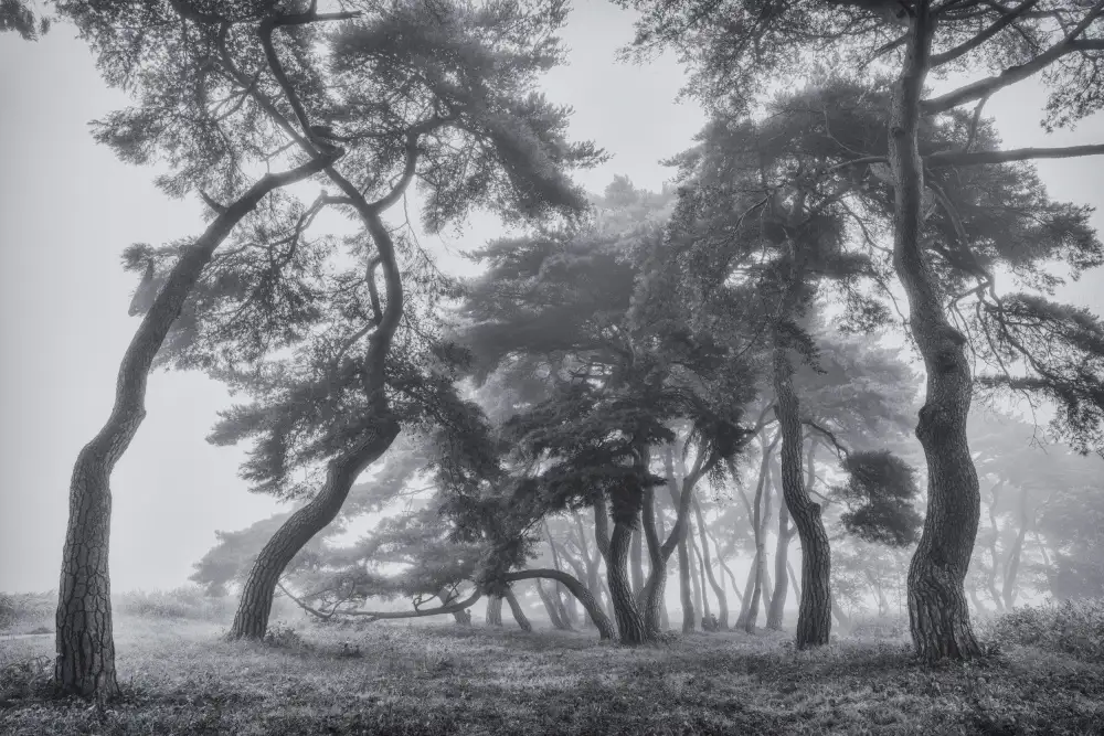 Seo, Tiger: Pine trees