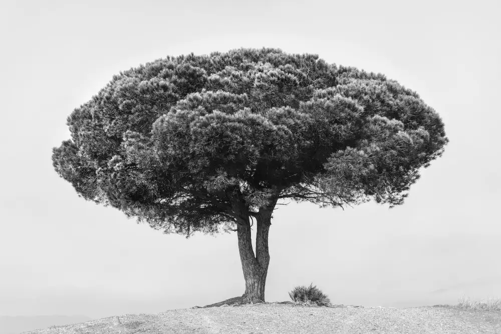 Martin, Rikard: TREE