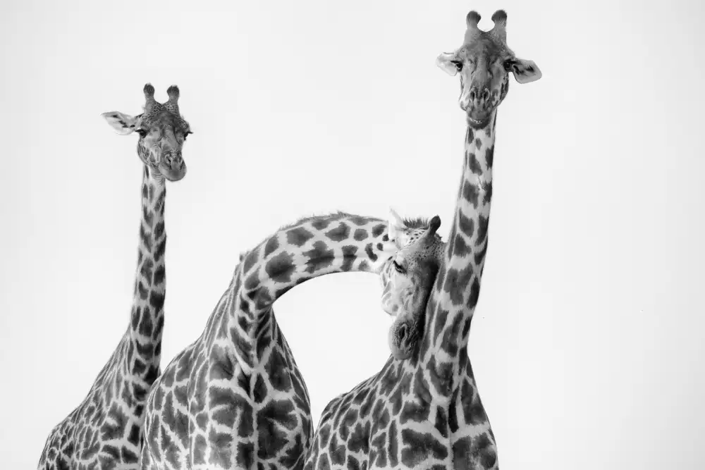 LI, MIN: Famiglia delle giraffe