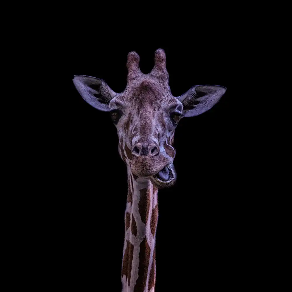 Tsikiridis, Georgios: Giraffe