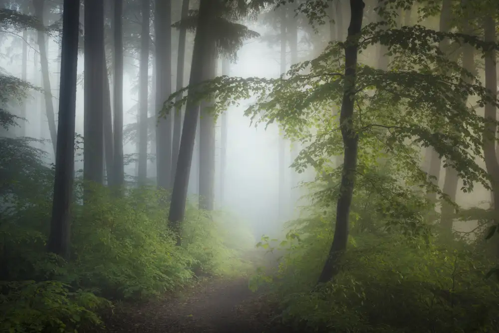 Maier, Norbert: Morning Fog