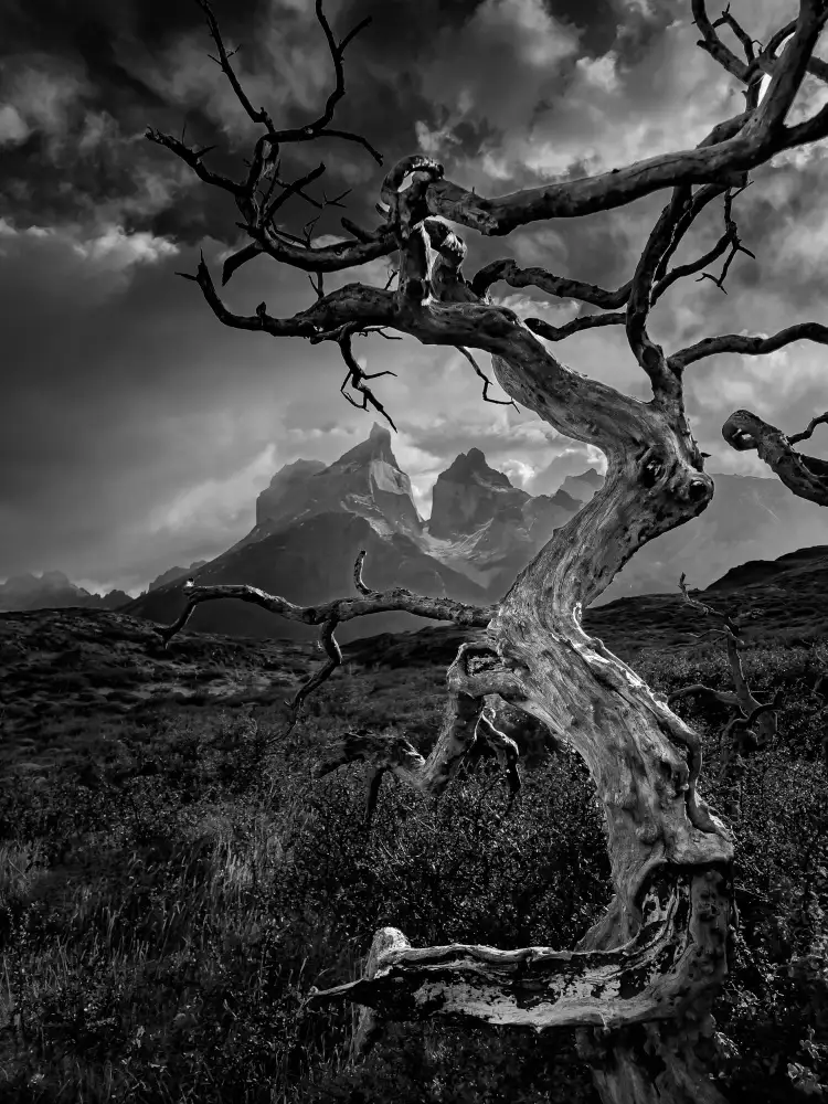Li, Bing: L'arbre et la montagne