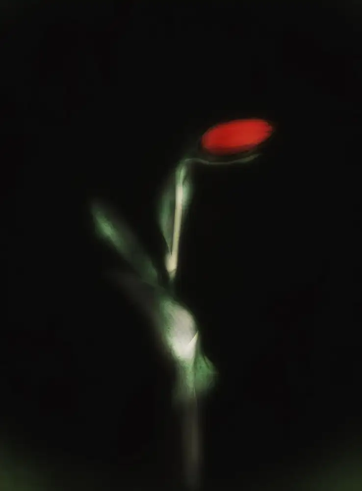 Shumilova, Ludmila: Tulipán