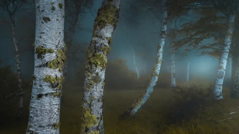 Sugita, Masaki: Mystery Forest