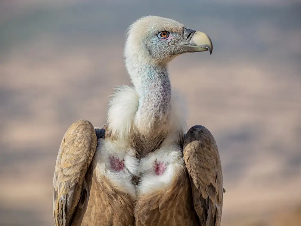 Goran, Tony: Mr. Eagle