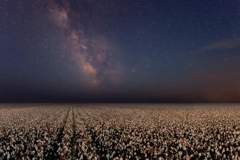 Or, Bar Eyal: Night in a cotton field