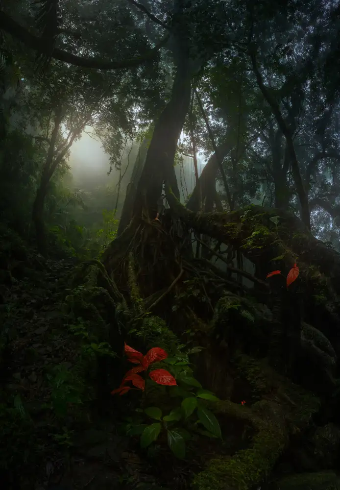 MATHUR, SANDEEP: Forest Life