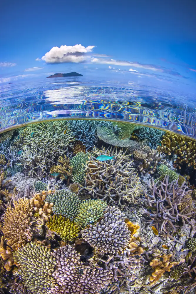 Gabriel, Barathieu: Le jardin de corail du récif nord