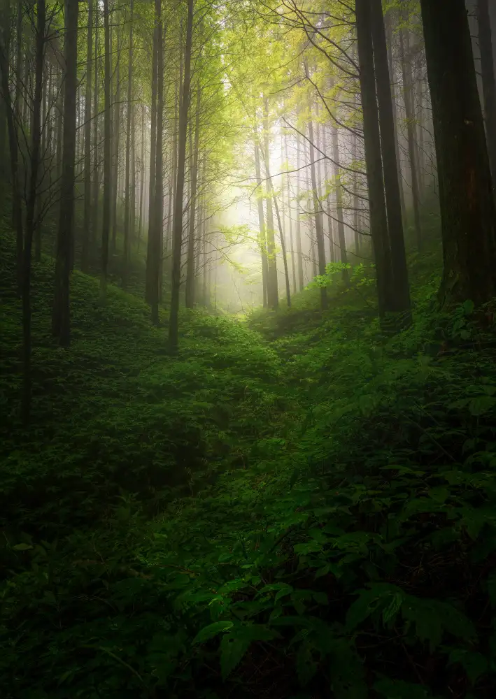 Yezimao: fogbound forest