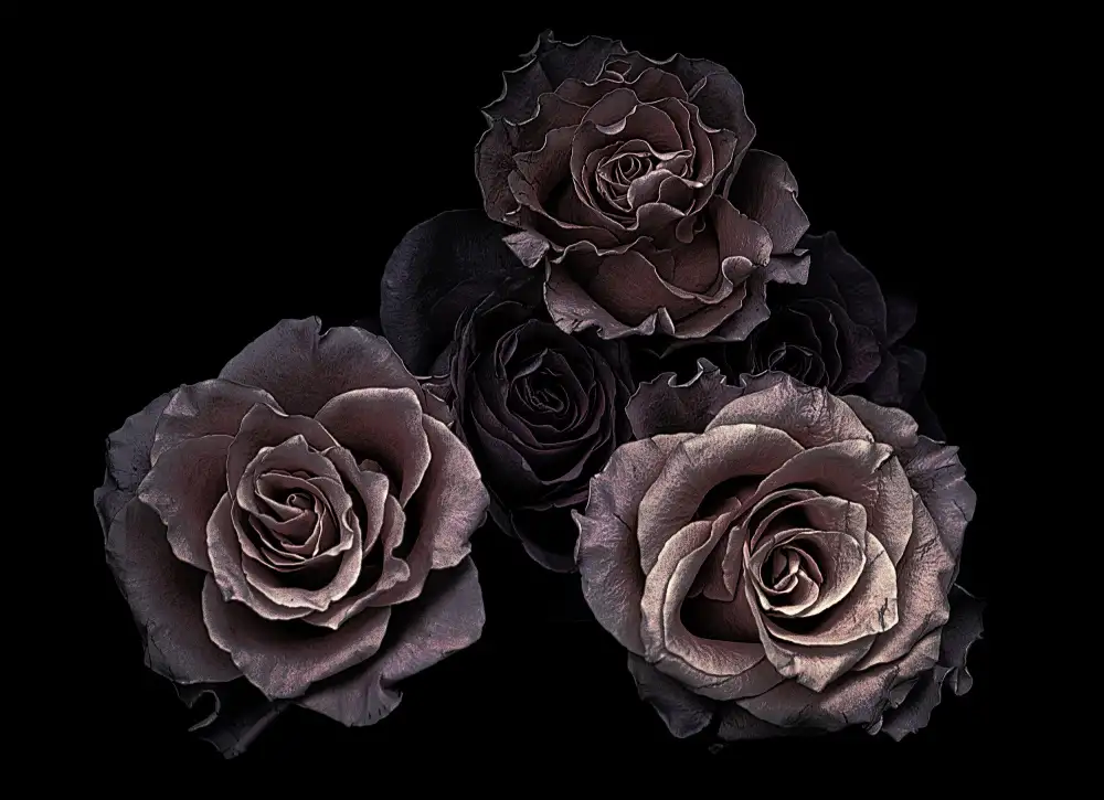 Julie, Angel: Roses