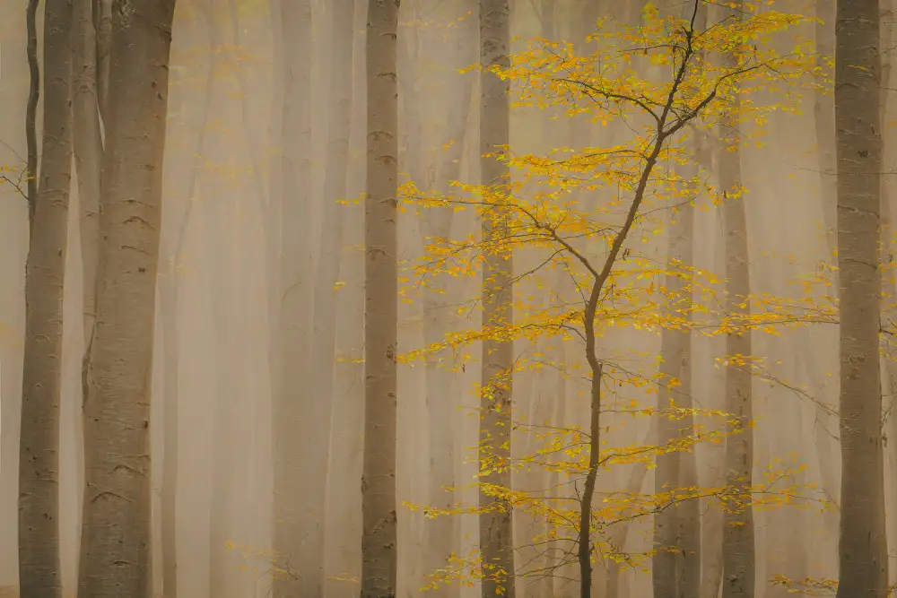 Oprea, Vio: Forest in fall