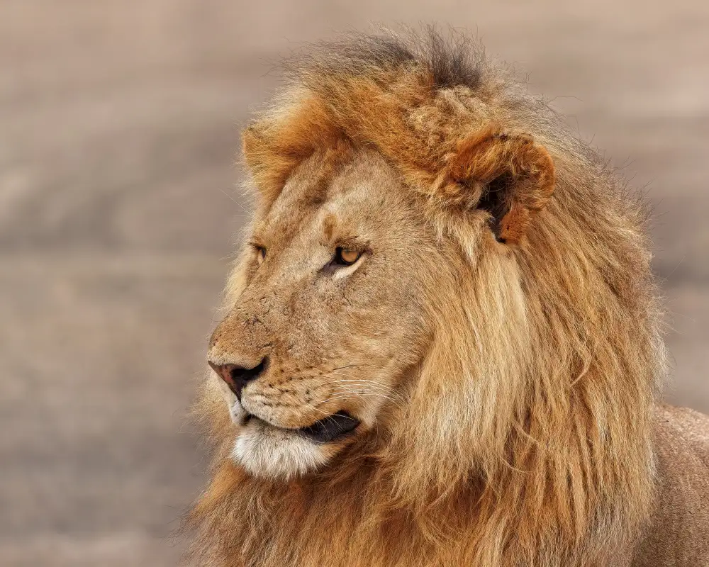 Gagnon, Lucie: Lion Gazing