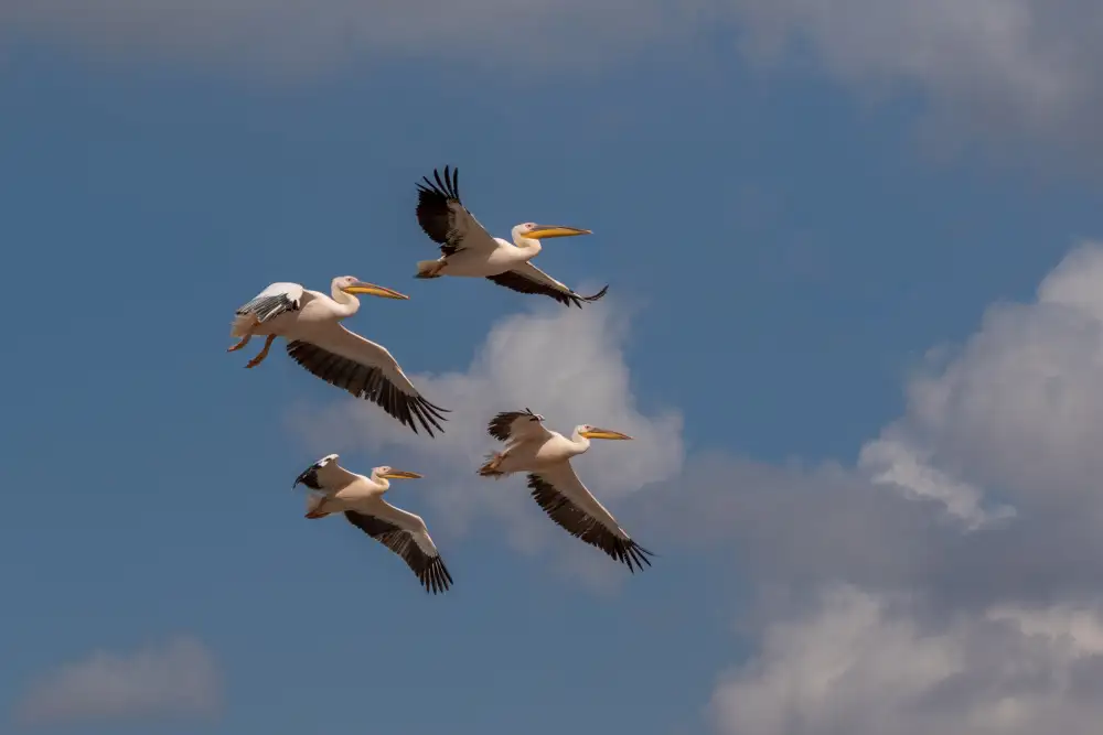 Rublina, Natalia: Four Pelicans in flight