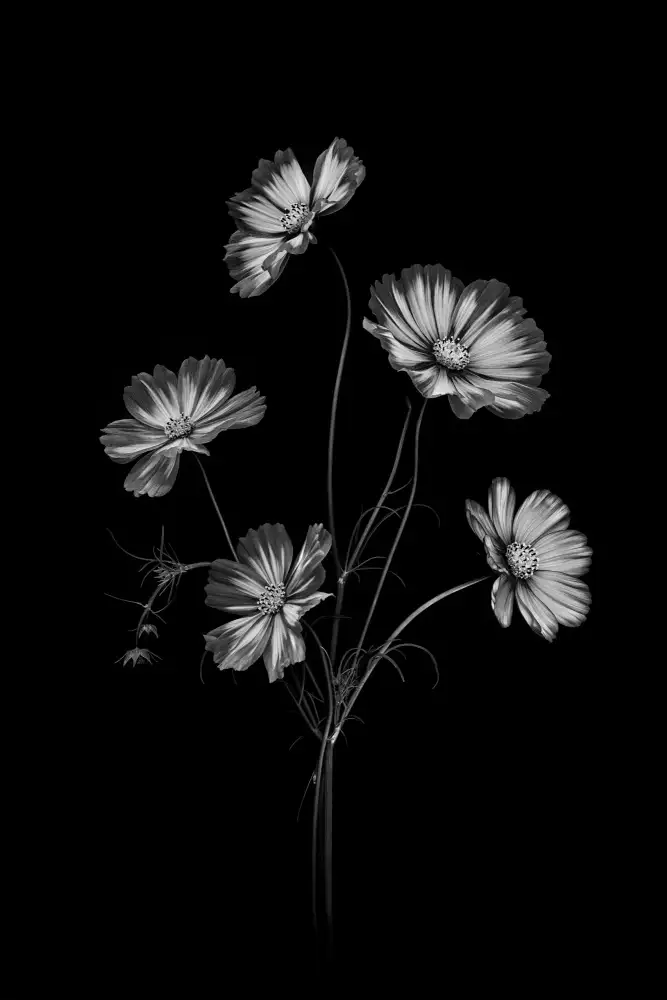 Jacobs, Lydia: Grace Cosmos