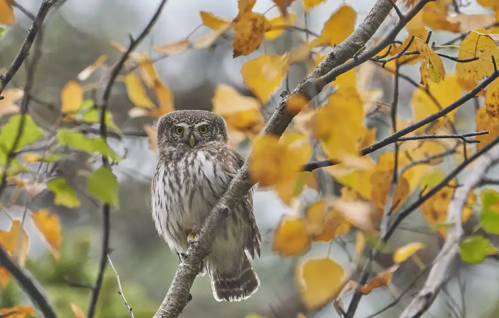Puum, Mati: Pygmy Owl