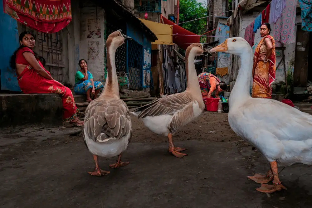 Biswas, Kuntal: Duck you