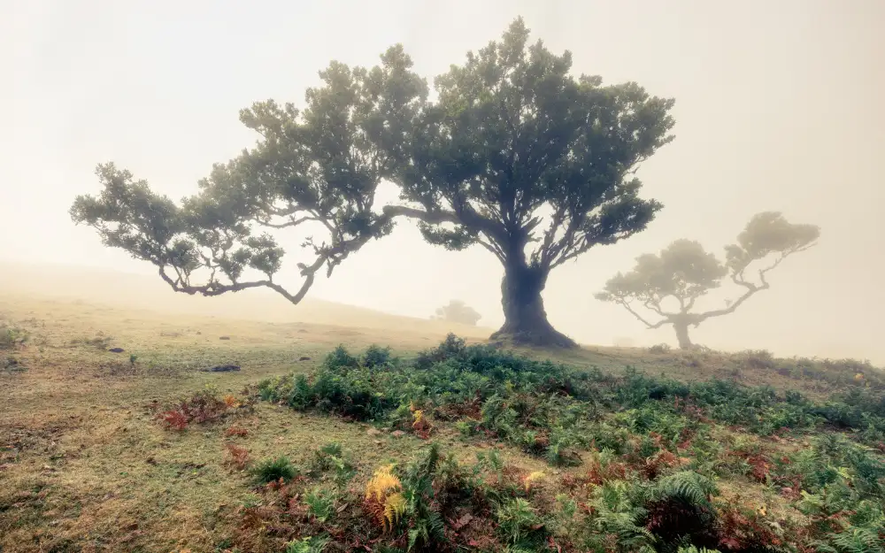 Lackner, Walter: fog