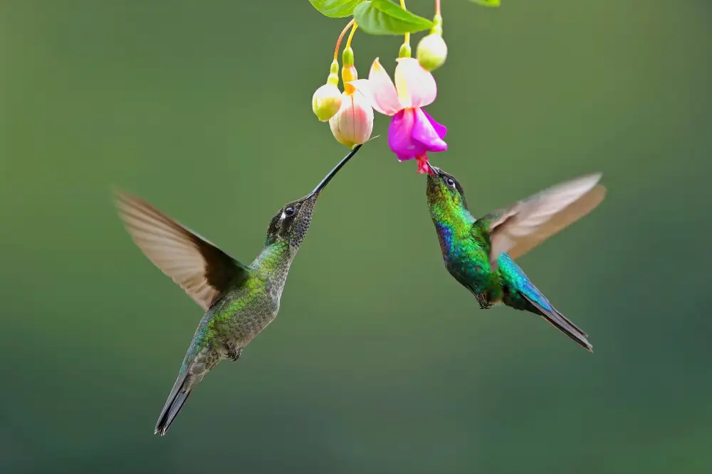 Lam, Gavin: Colibrì dalla gola ardente