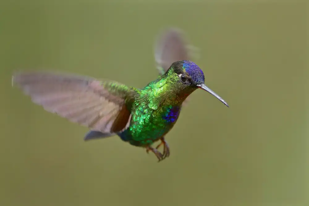 Lam, Gavin: Colibrì dalla gola ardente