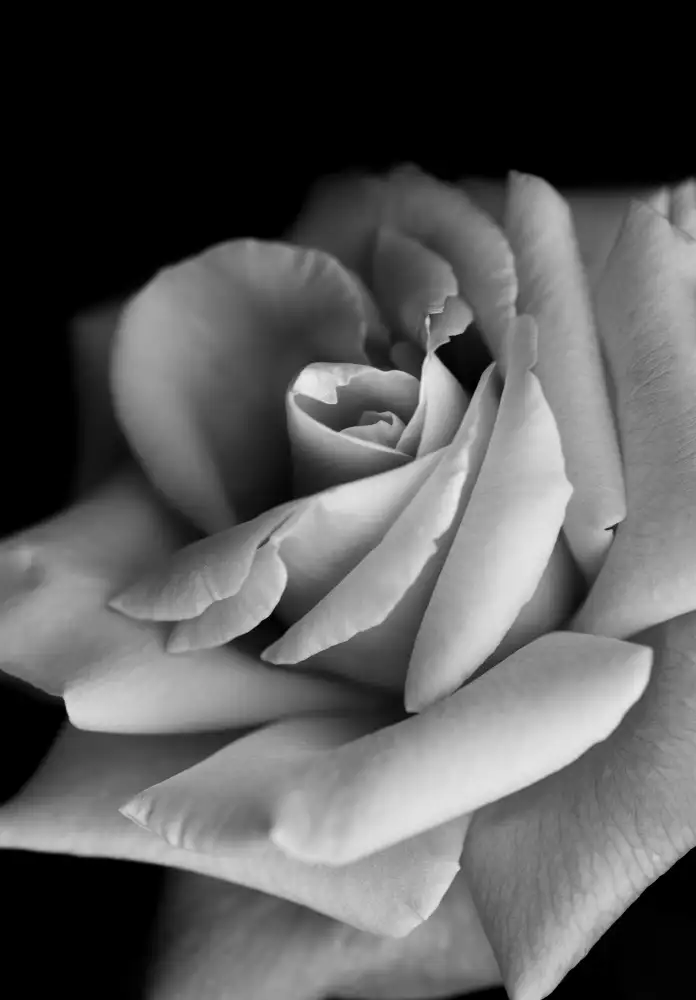 Hayama, Makihiko: Roses