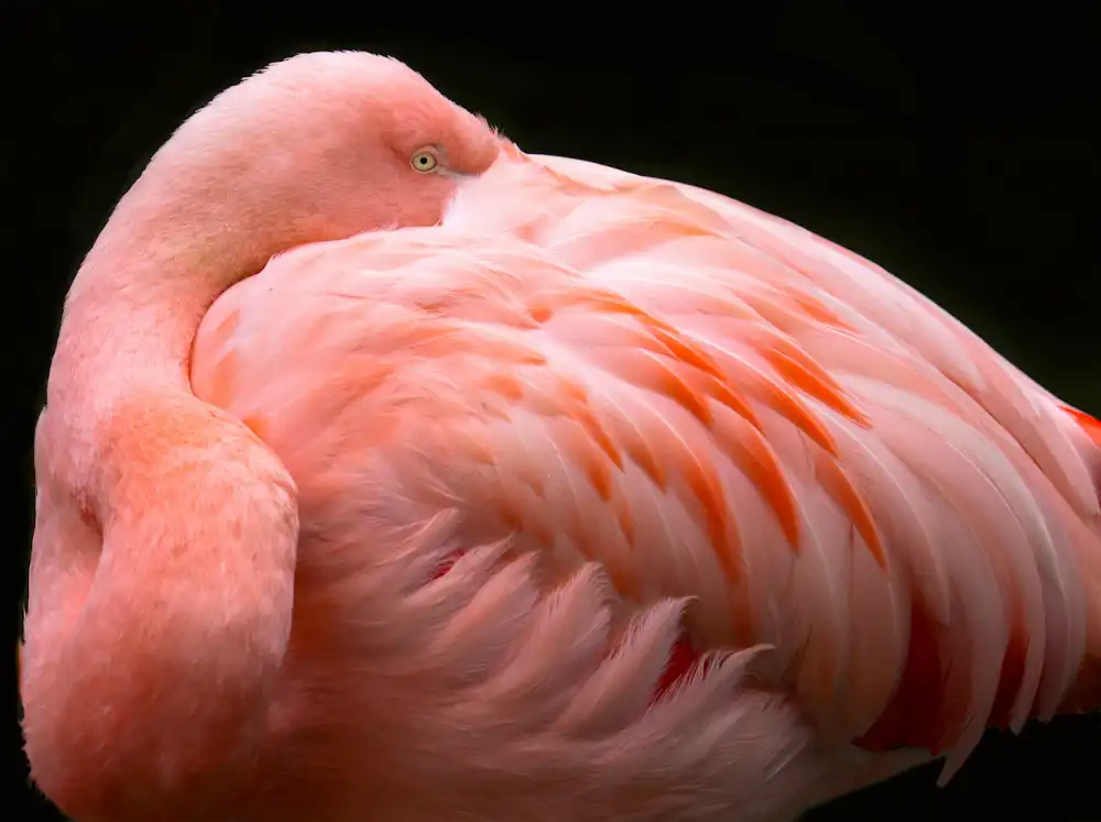 Wechsler, Robin: Un gros paquet de plumes