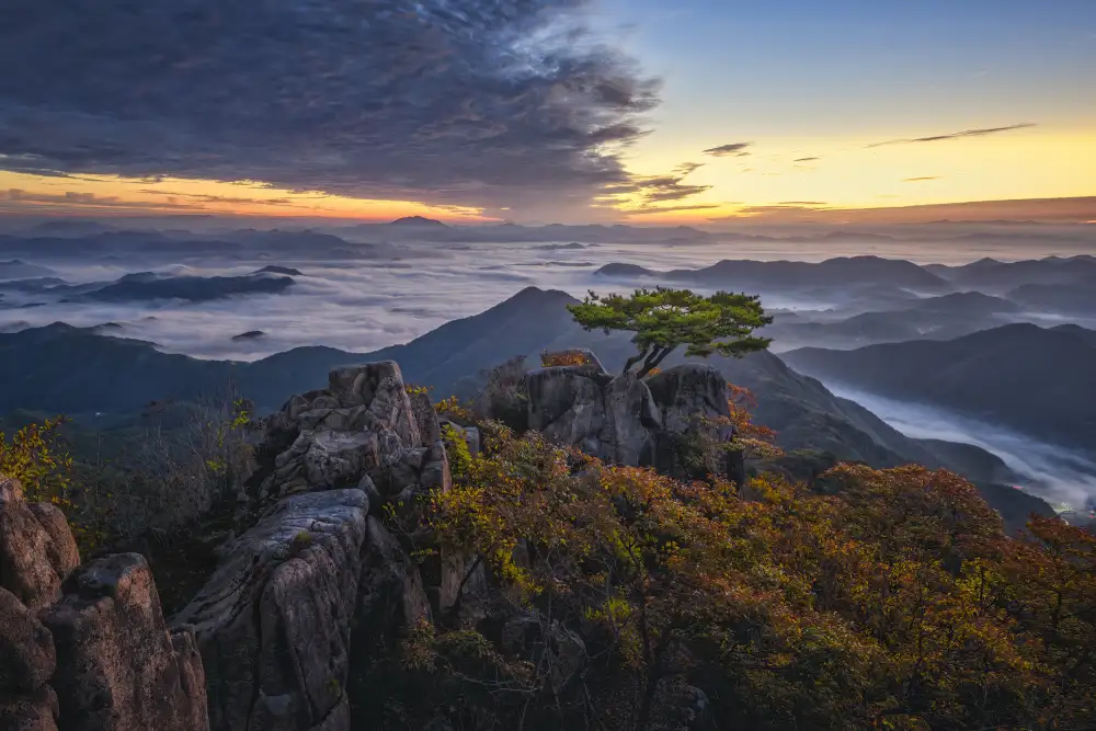 Seo, Tiger: Pine-tree on the top