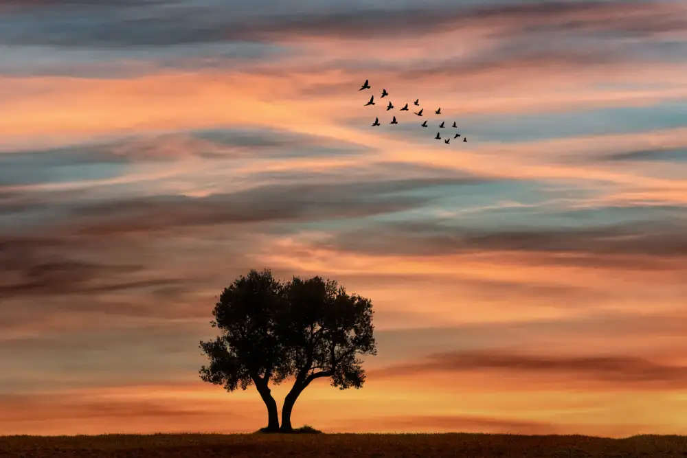 Or, Bar Eyal: Silence autumn