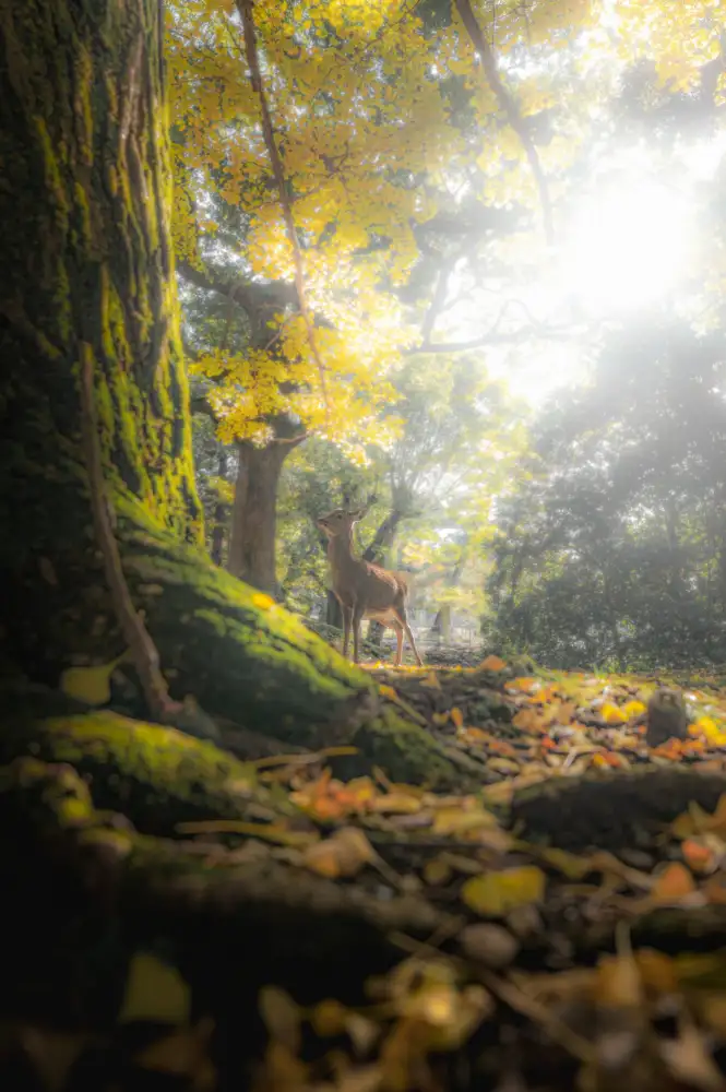 Matsubara, まちゅばら/Hiroki: Un cerbiatto nel bosco autunnale