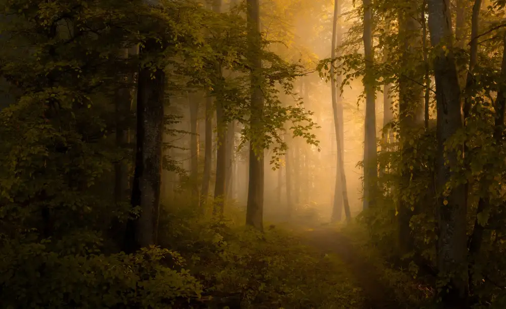 Maier, Norbert: Autumn Forest