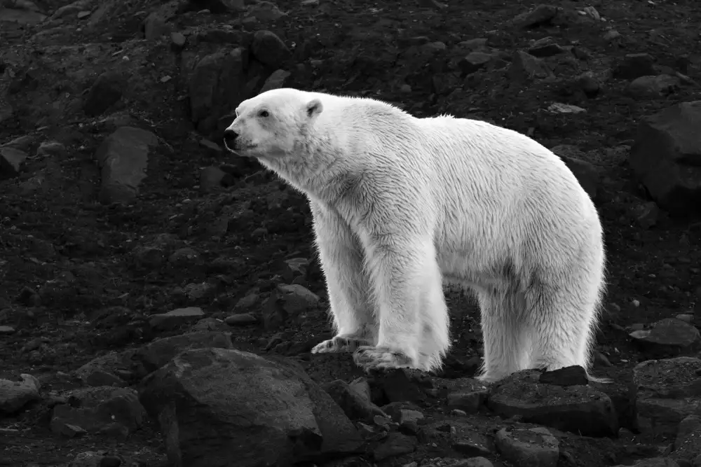 Chawla, Shobhit: Bear on the ridge