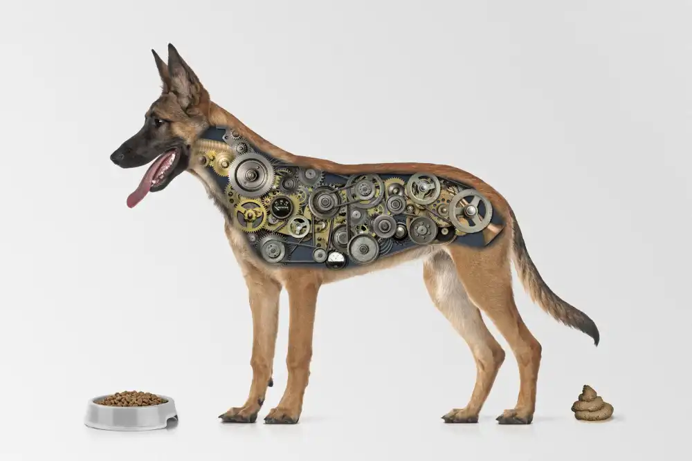 Solo, Mister: Dognology
