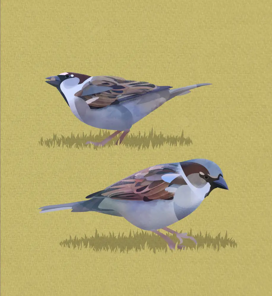 Caballero, Franco: Sparrows