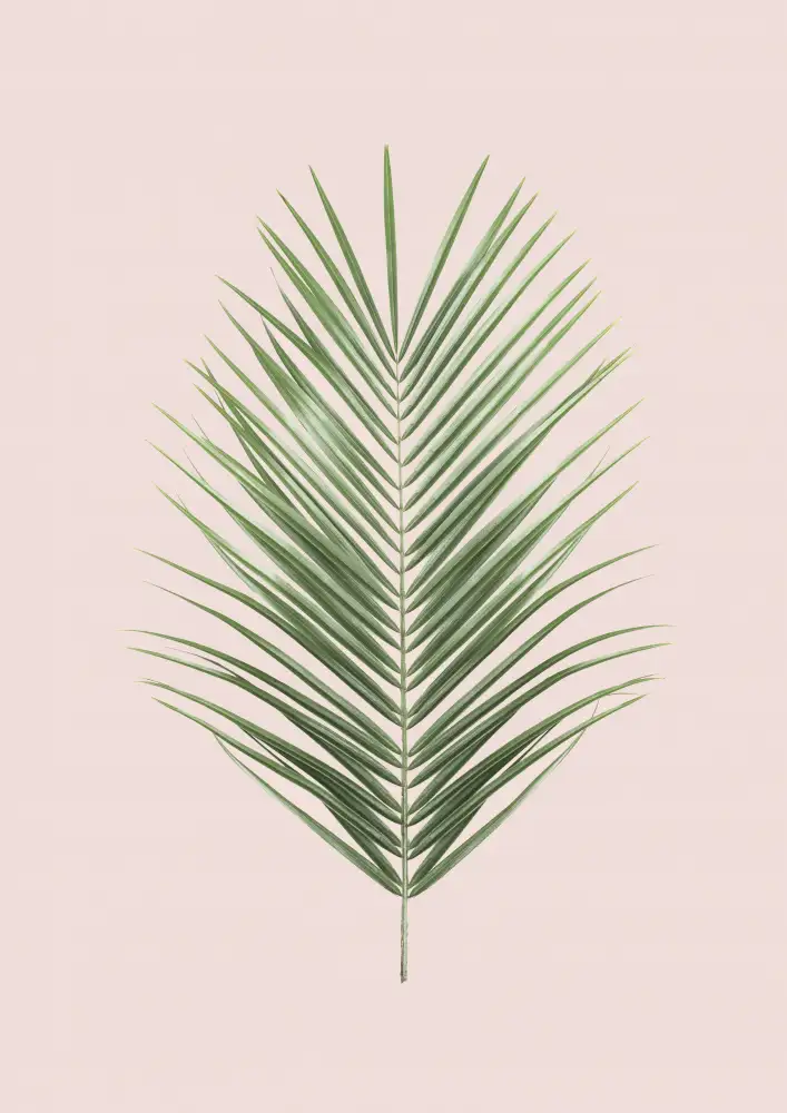 Pienaar, Kathrin: Palm Leaf Blush