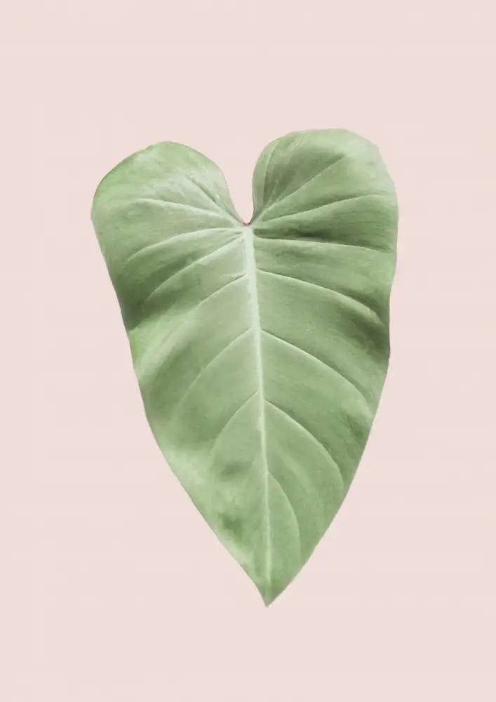 Pienaar, Kathrin: Tropical Leaf Blush