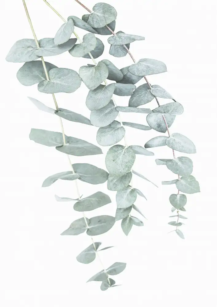 Pienaar, Kathrin: Eucalyptus I