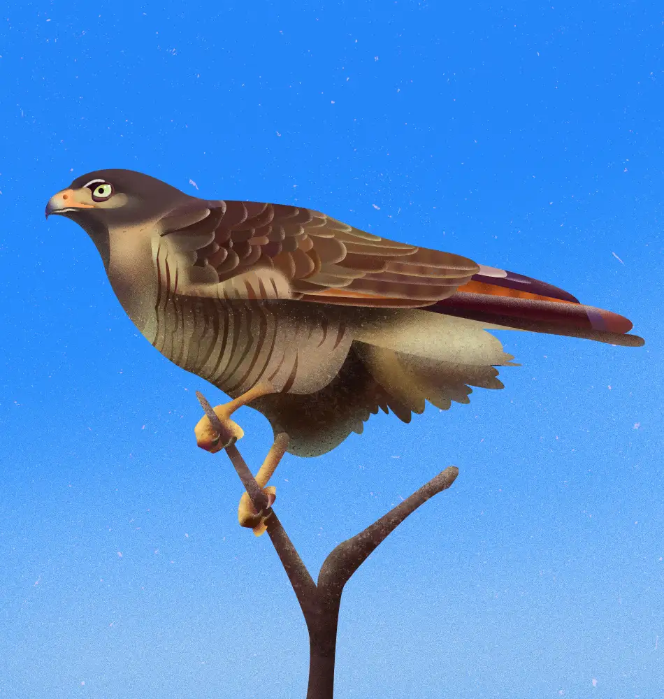Caballero, Franco: Hawk