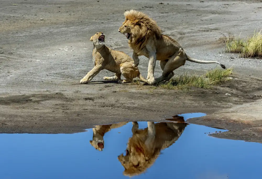 DAmico, Giuseppe: Arguments in the mirror