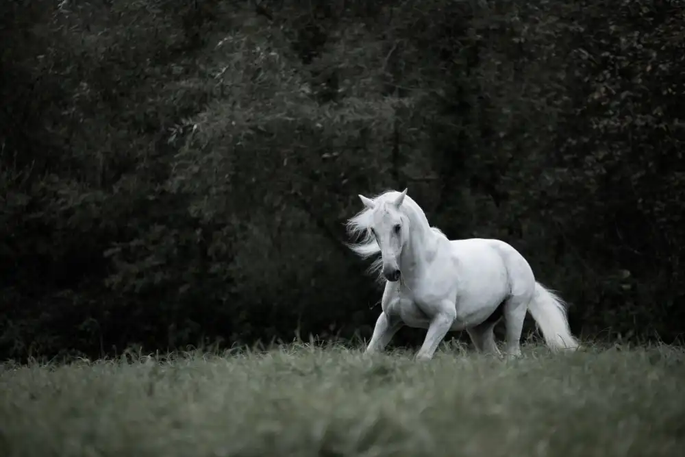 Ciepła, Izabela: Like a Ghost