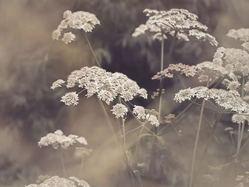 Pienaar, Kathrin: Wild Parsley